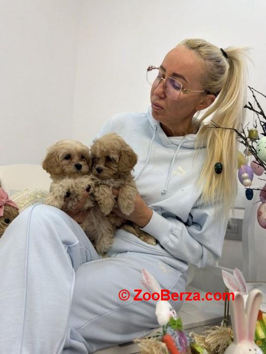Maltipoo vrhunske genetike