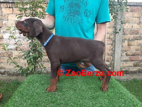 Doberman štenci 