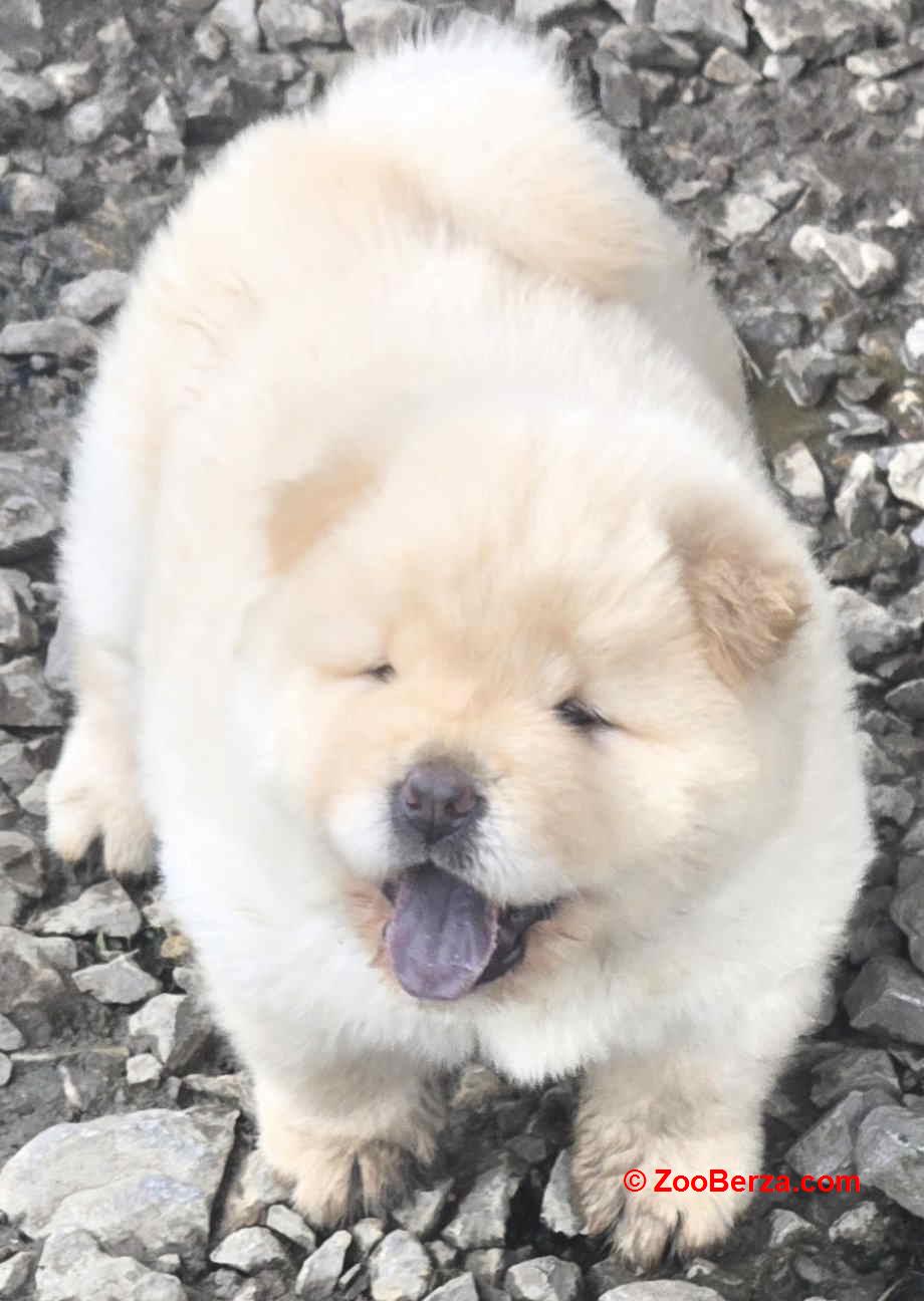 Chow chow prelepi krem stenci 