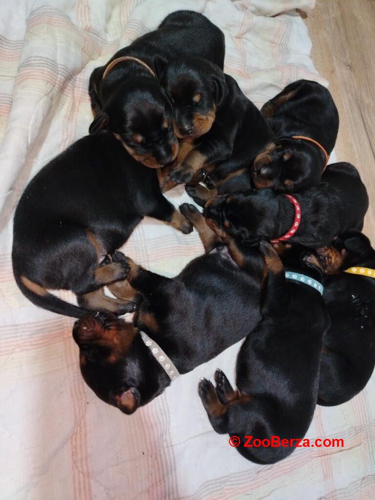 Doberman štenci