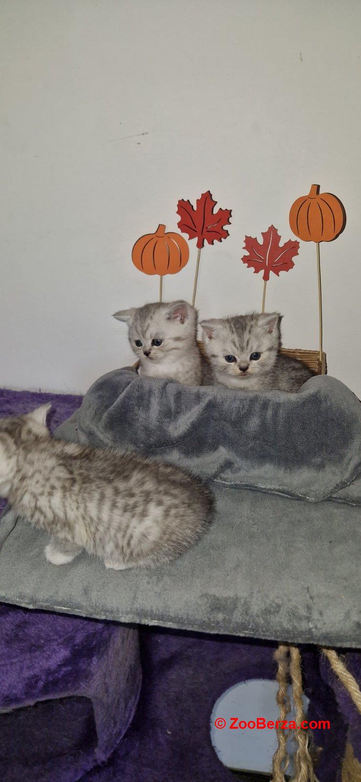 Britanske kratkodlake