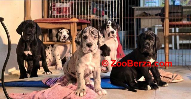 Nemačka doga štenci