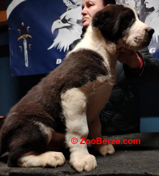 Srednjeazijski ovčar štenci