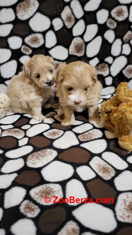  Mini Maltipoo štenci