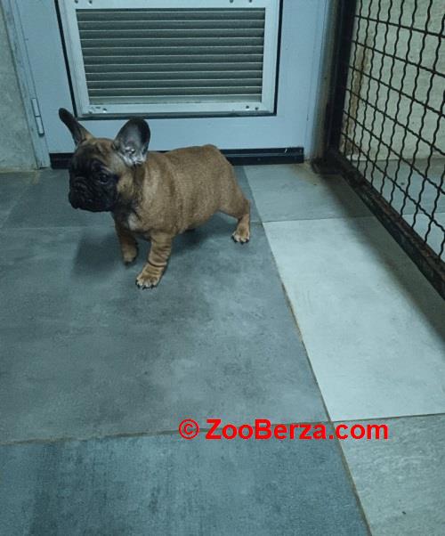 Francuski buldog, štenci