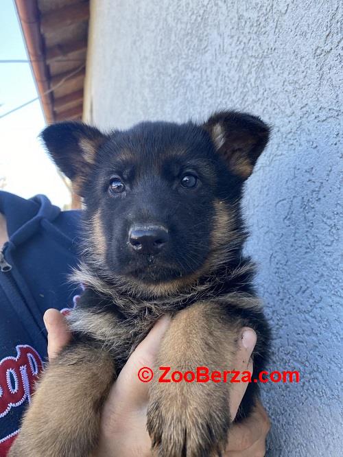 Štenci NEMAČKOG OVČARA