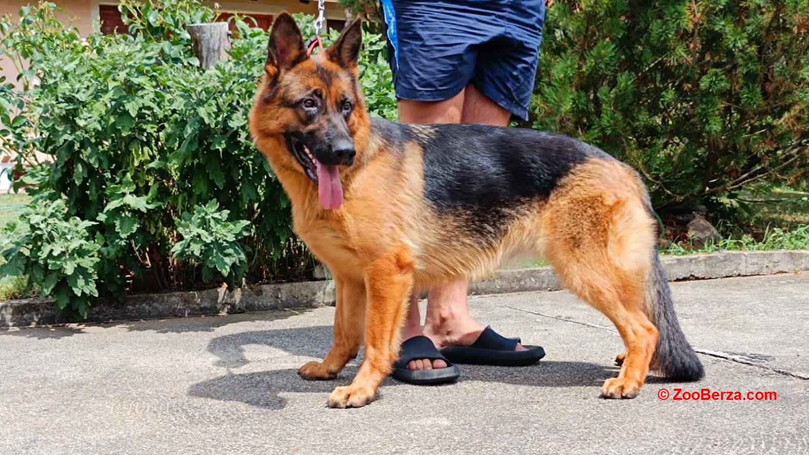 Nemački Ovčar prelepi štenci