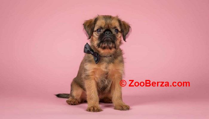 Briselski Grifon – vrhunsko muško štene