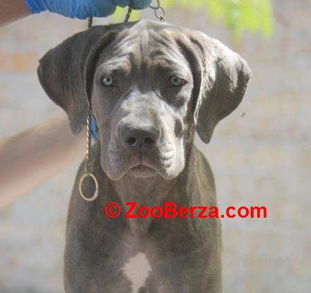 Cane Corso štenci