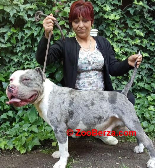 American bully