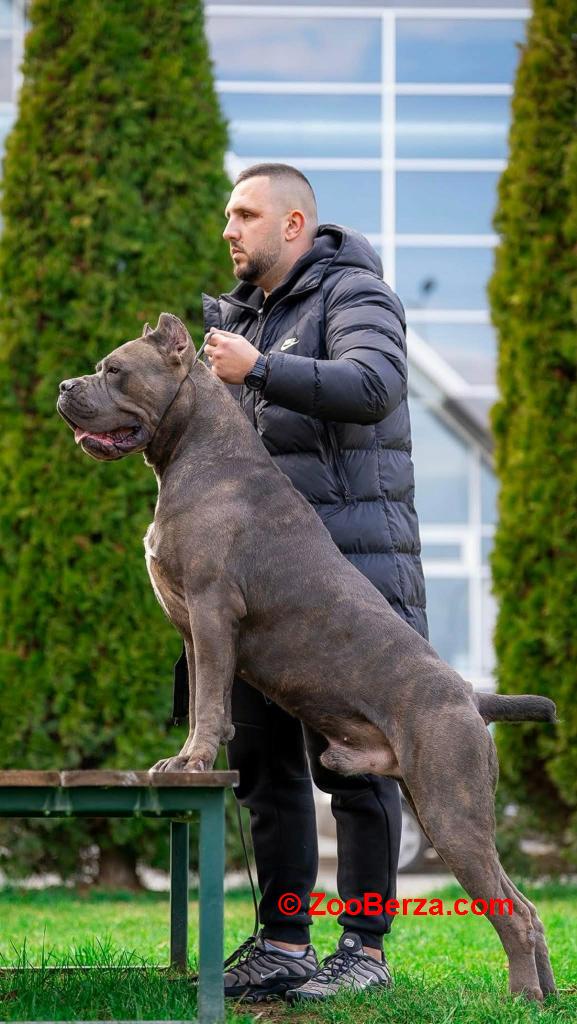 Cane Corso stenci