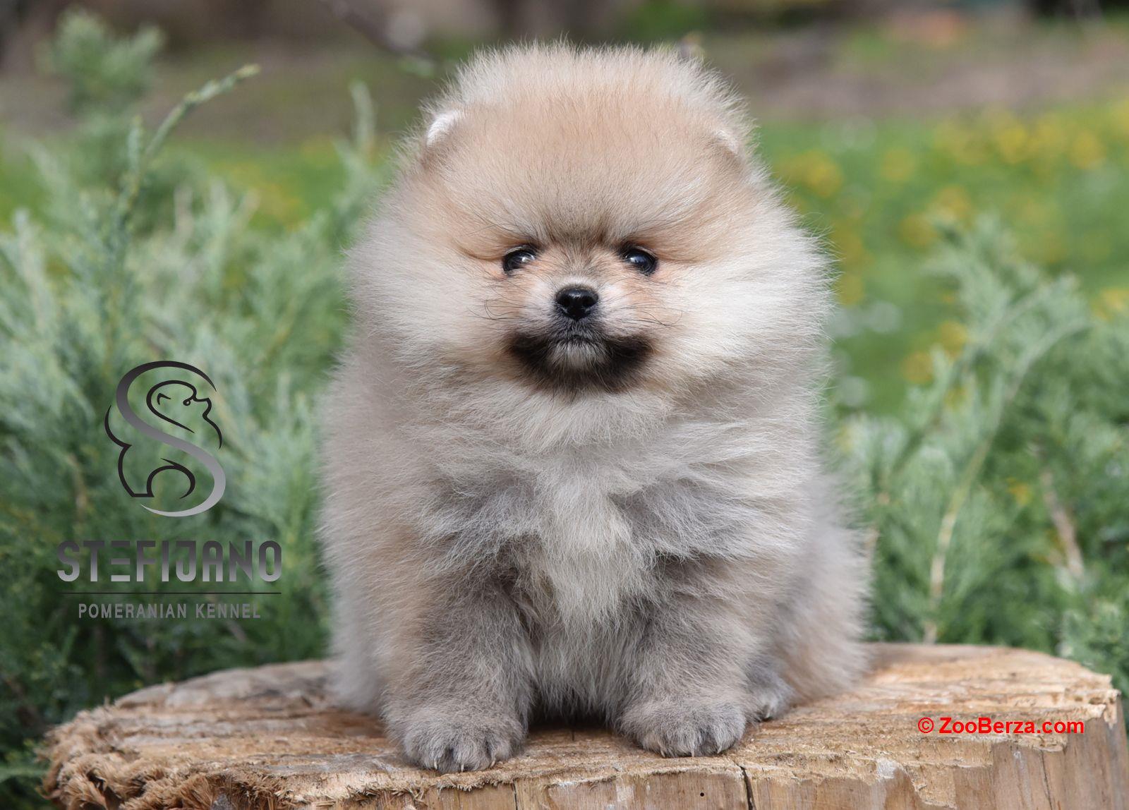 Pomeranac Boo štenci