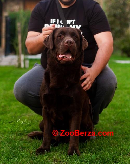 LABRADOR retriver, čokoladni štenci 