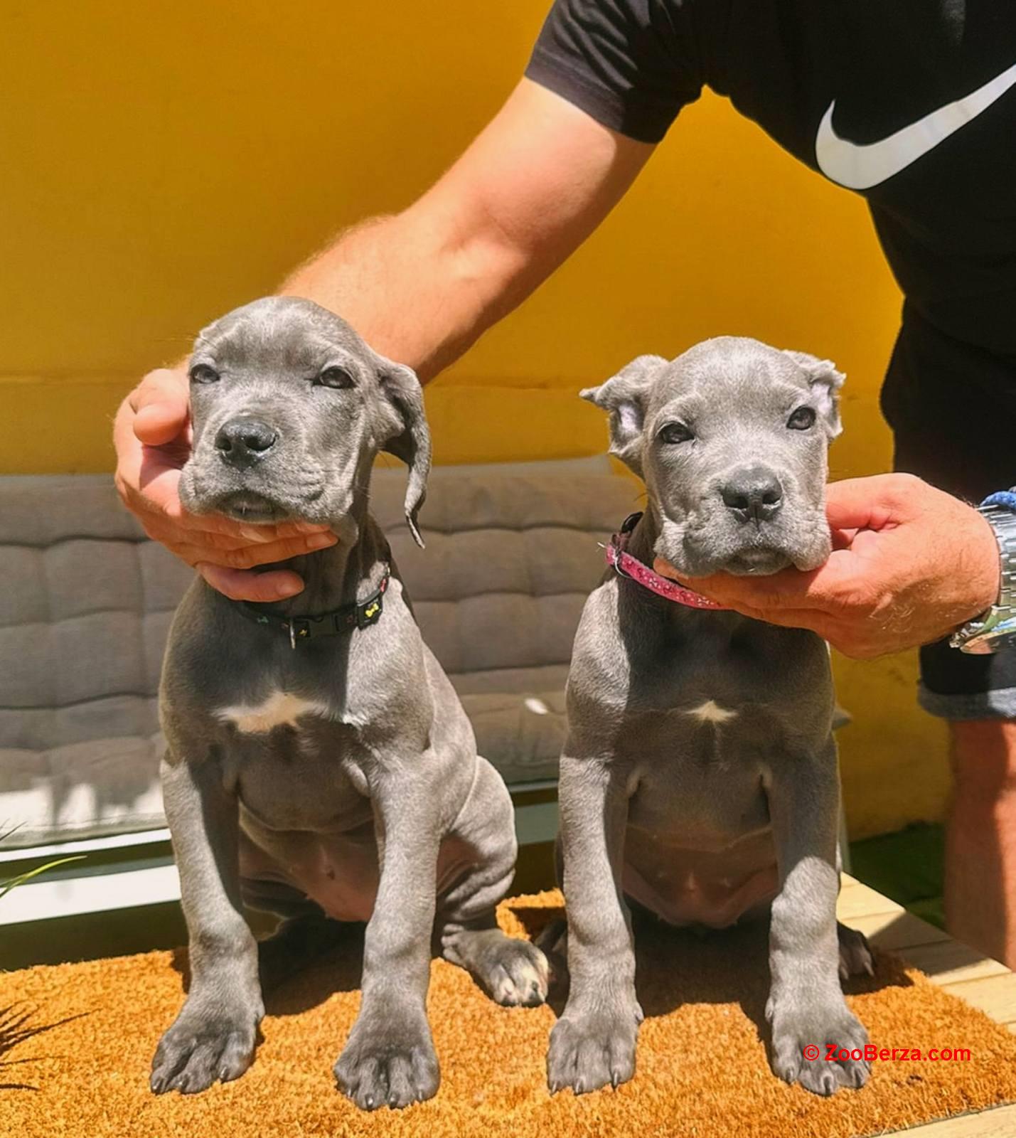 Cane corso prelepi stenci