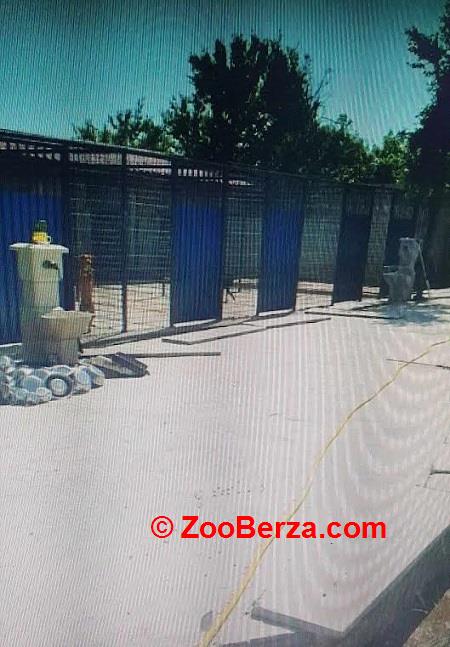 Potreban radnik u prihvatilištu za životinje