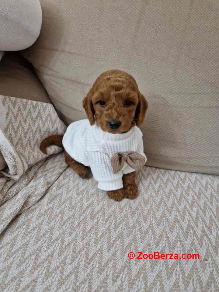 Preslatke malene toy pudle spremne za preuzimanje 