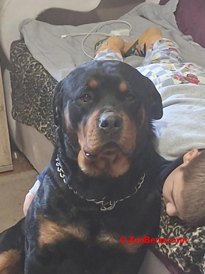 Rotvajler žensko štene   