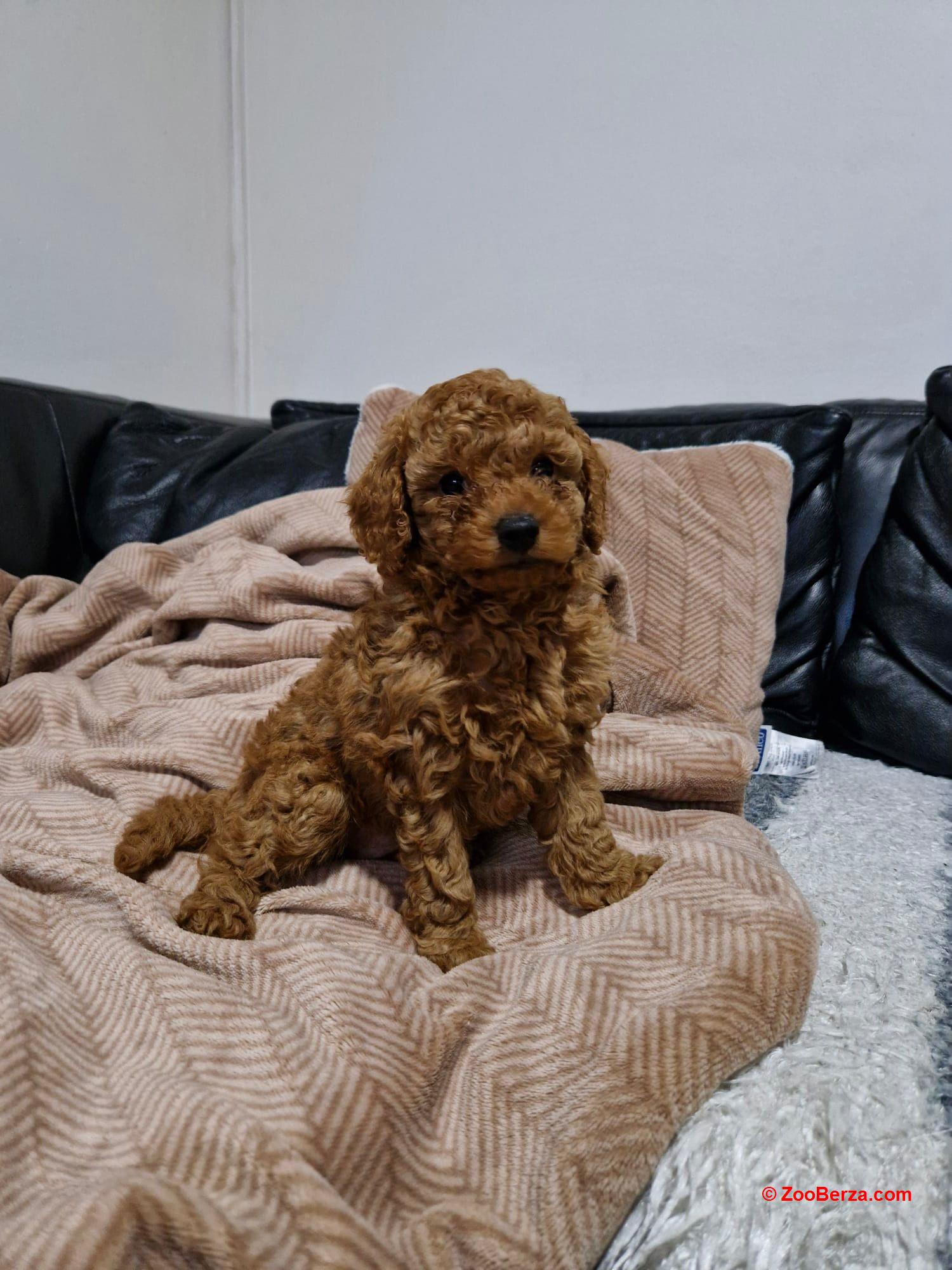 Crvena Toy Pudla prelepi štenci