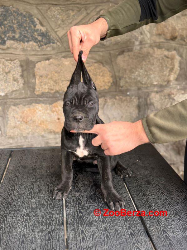 Cane Corso štenci