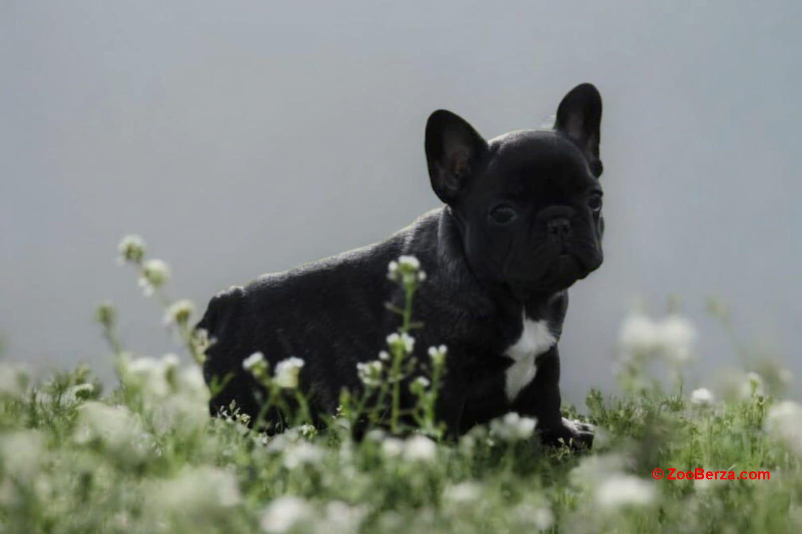 Francuski Buldog prelepi štenci