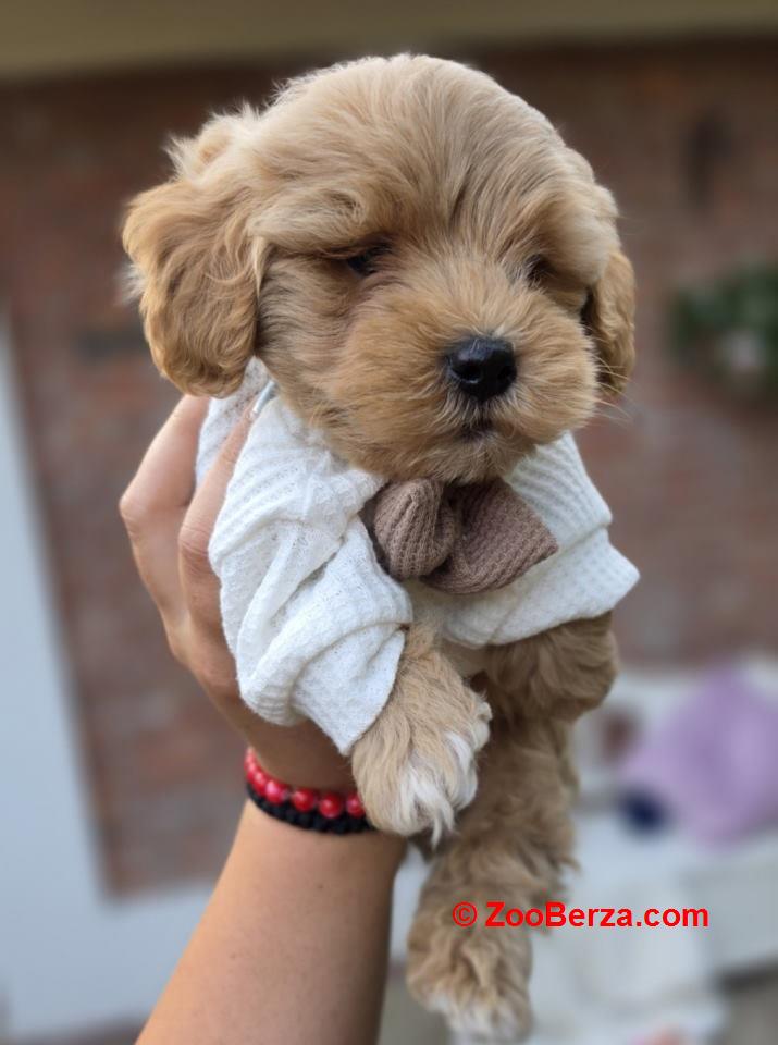 Maltipoo bebe 