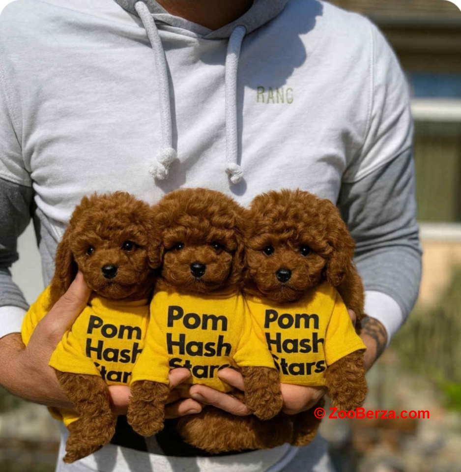 Najmanje pudle, od najlepsih roditelja u Evropi  