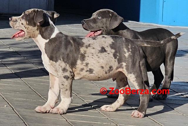 American bully xl 