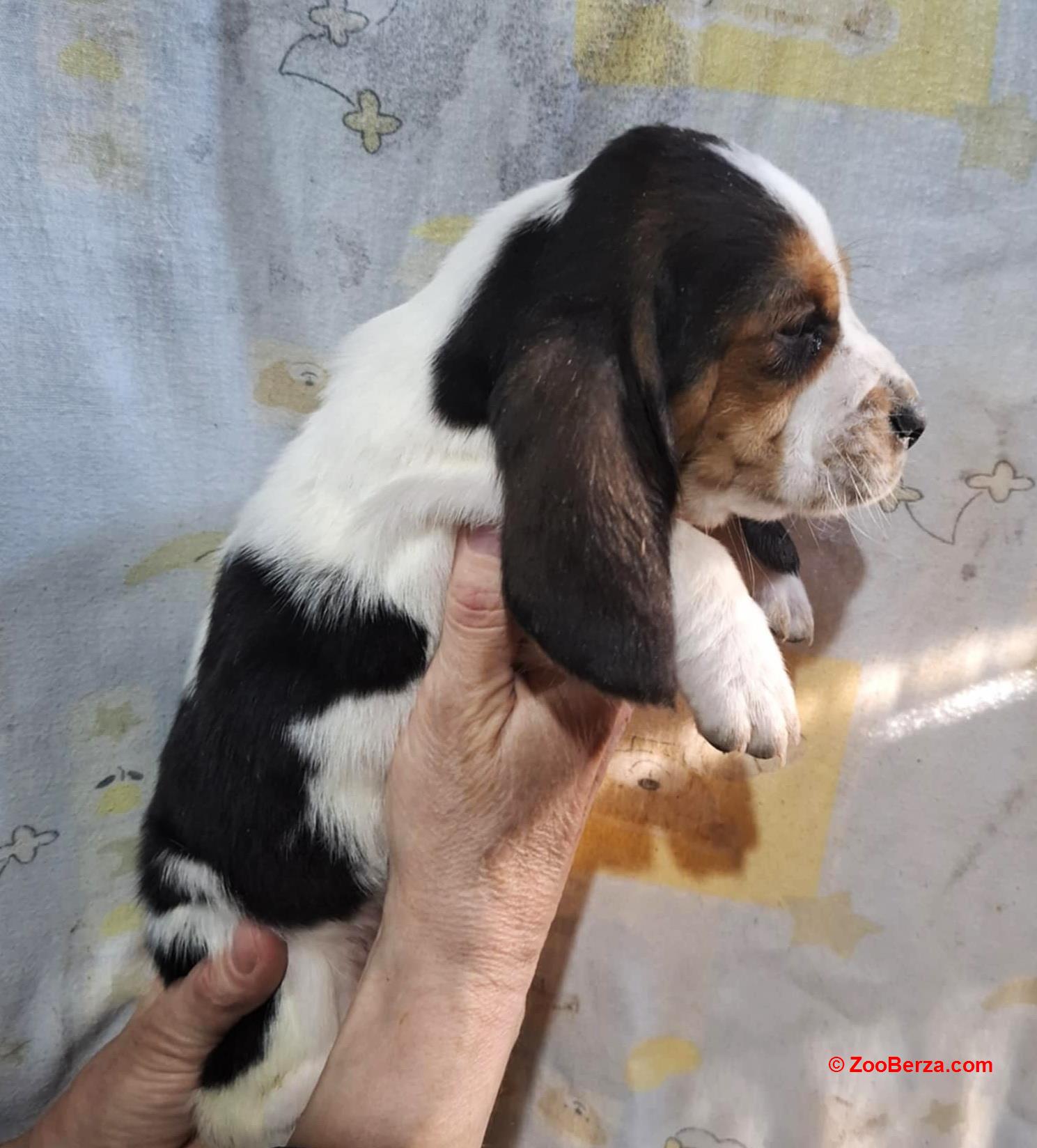 Basset Hound štenci!