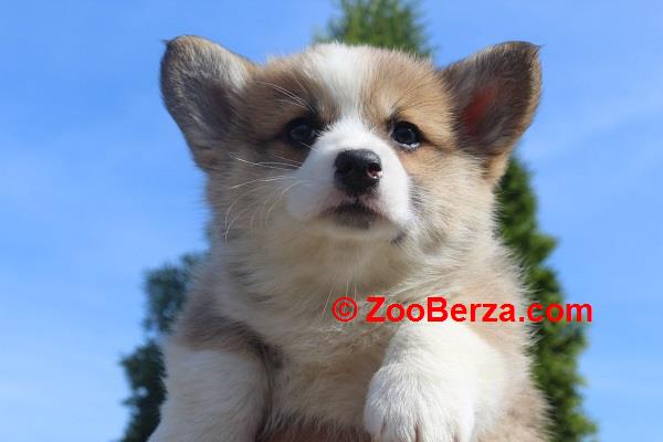 Velški korgi - Pembrok