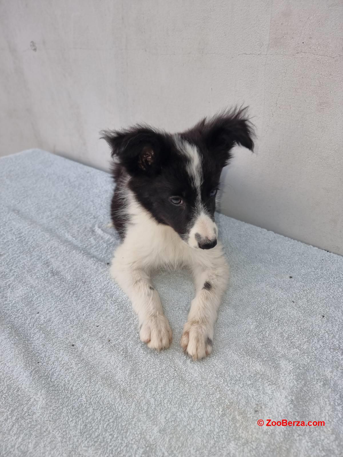 Border Collie štenci