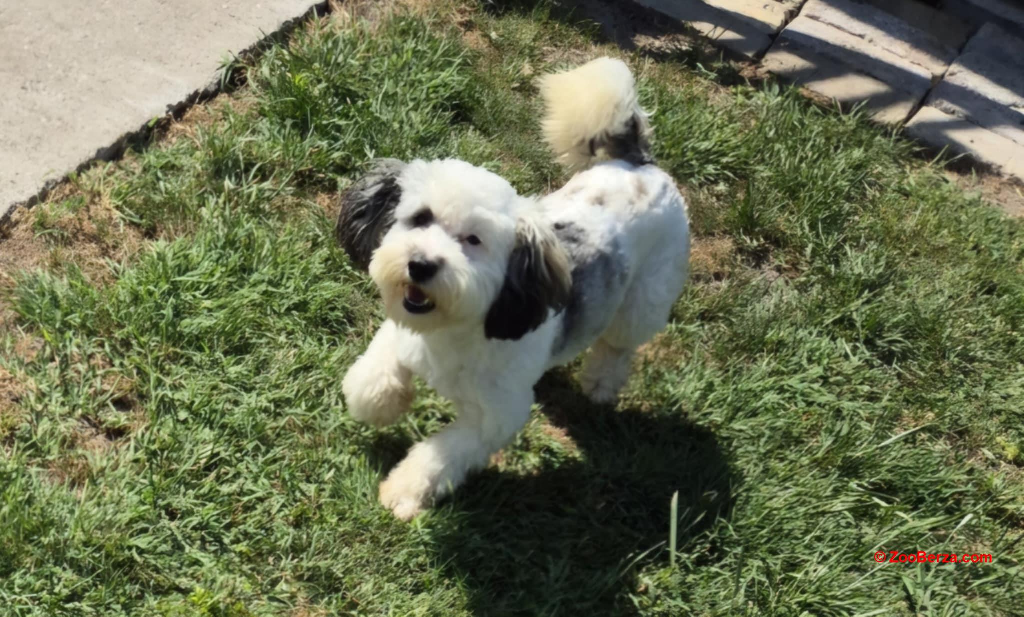 Maltipoo štenci