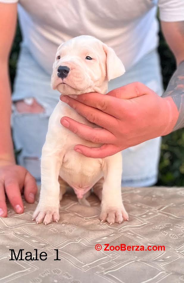 Argentinska doga ( Dogo Argentino )