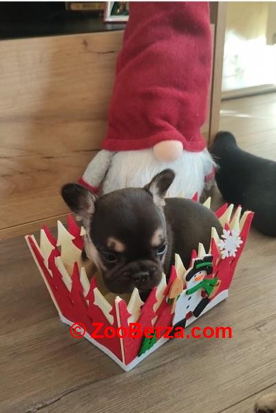 Francuski buldog štenci