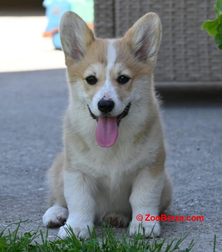 Velški korgi/Welsh Corgi Pembroke