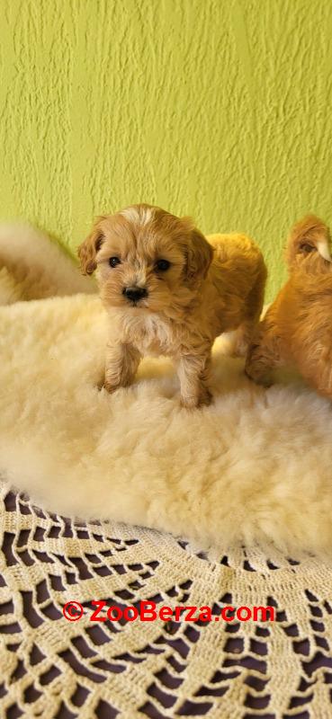 Mini Maltipoo štenci