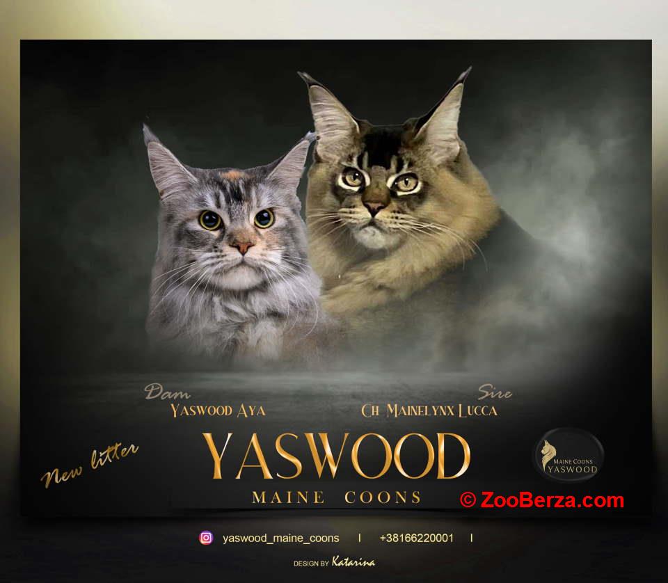 Maine Coon / Mejn Kun macici  