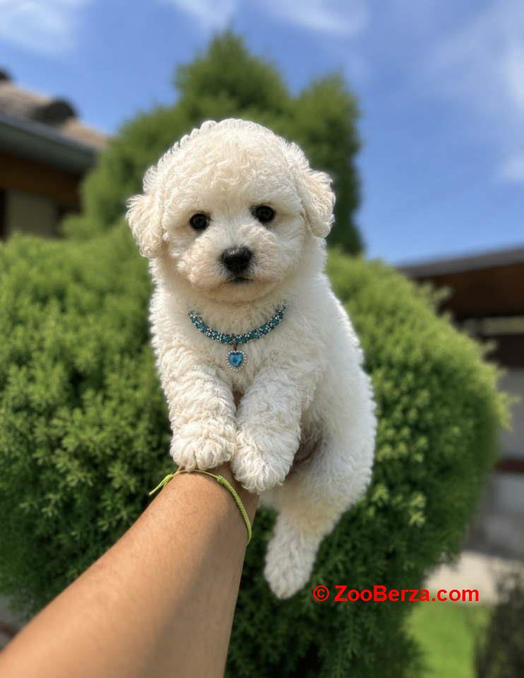 Dostupni za preuzimanje MALTIPOO  