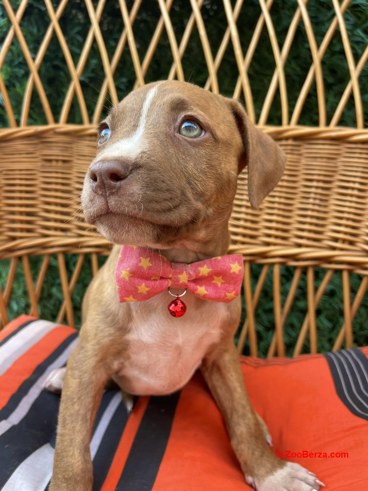 Pit Bull terijer prelepi stenci