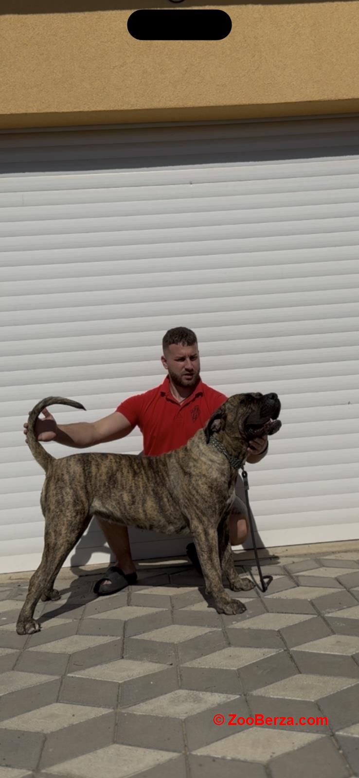 Presa Canario ženka