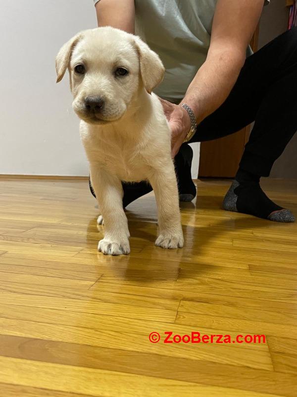 Labrador štenci