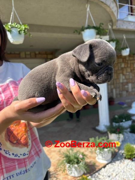 Francuski buldog štenci egzoticnih boja