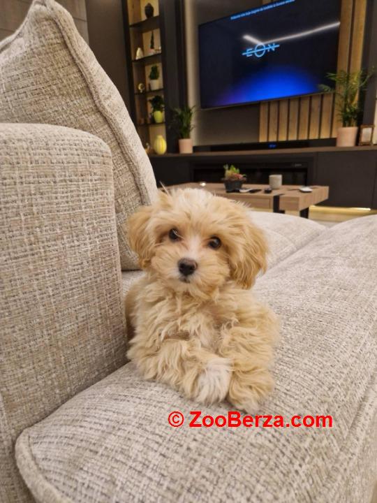 Maltipoo vrhunske genetike