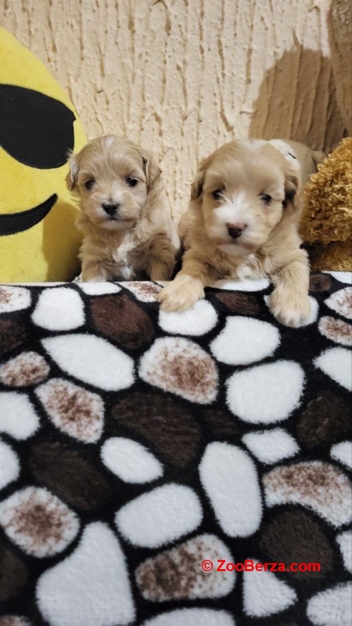 Mini Maltipoo štenci