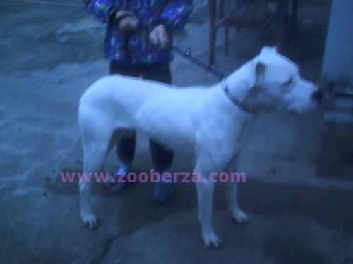 dogo argentino