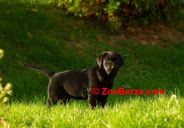 Labrador Retriver štenci 