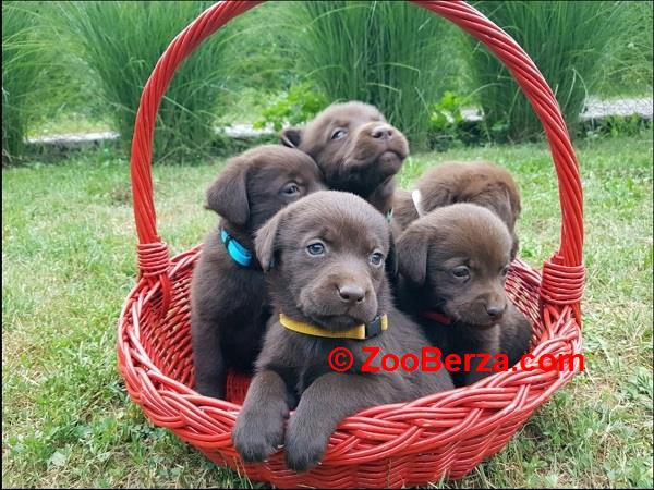 Braon Labrador štenci 