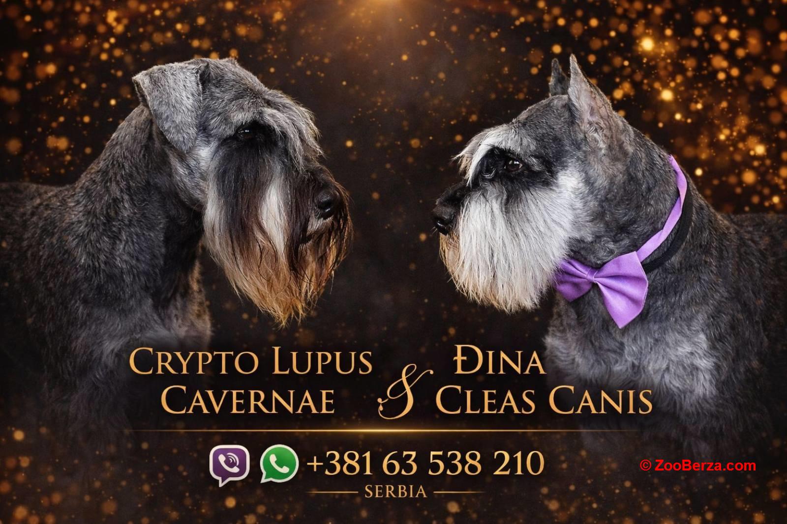 Patuljasti Snaucer prelepi stenci