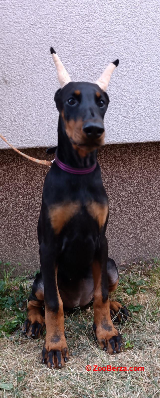 Štenci dobermana 