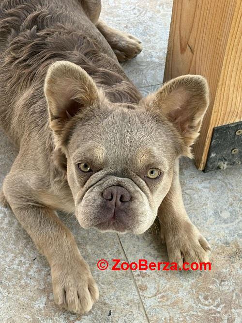 Francuski Buldog zenka 