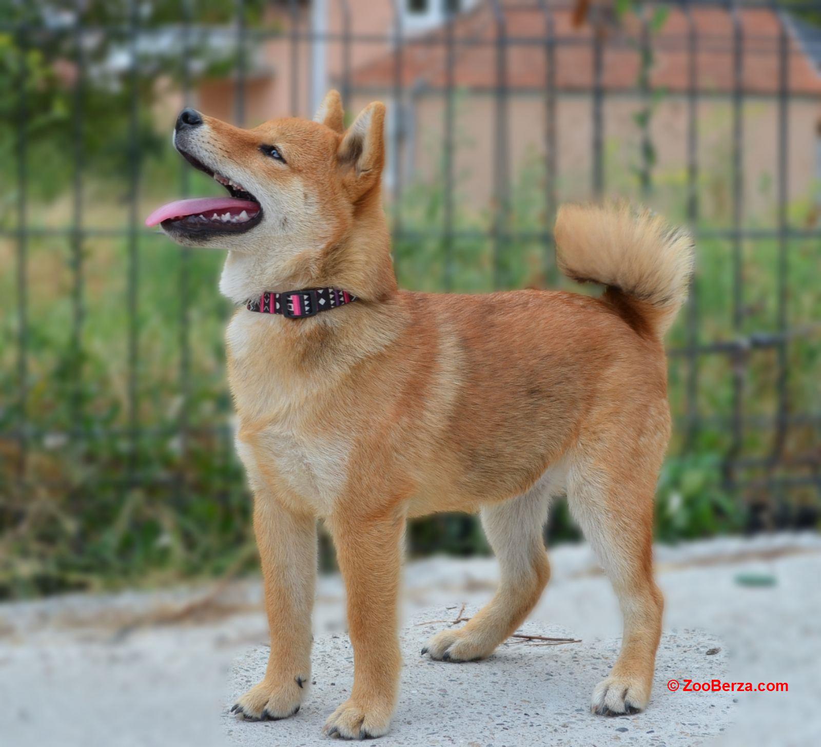  Shiba Inu prelepi štenci